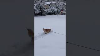 雪が嬉しくて跳ねるワンコ　#豆柴 #shibainu #柴犬 #雪 #大雪