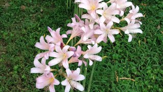 EARLY SPRING? Flowers begin blooming in the Ozarks