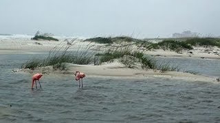 Flamingos on Johnson Beach near Florida/Alabama line.