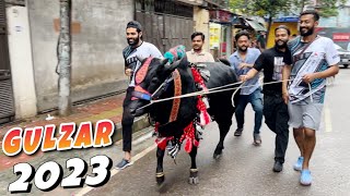 G U L Z A R | Season 2023 | Gorur Mala - গরুর মালা | Cattle World