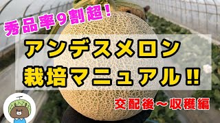 【いよいよ収穫！】秀品率9割超！アンデスメロンの栽培方法【交配後～収穫編】