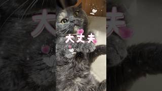 心配事の９割は実際には起こらないらしい。#shorts  #猫動画 　#ブリティッシュショートヘア