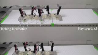 Watch a caterpillar robot walk | Science News