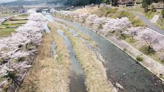 美波羅川　千本桜(三次市三和町)