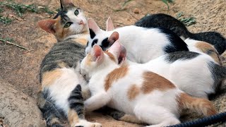 Mother cat that still gives milk to a grown kitten