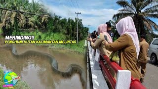 Warga Tak Sengaja Rekam Piton Raksasa Meliuk Meliuk Disungai Kalimantan Barat!! Sebesar Drum...