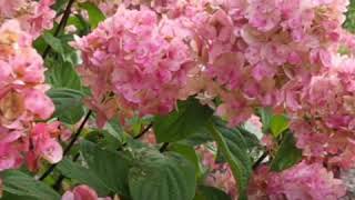 Firelight hydrangea at Scheiderer Farms