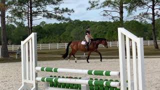 16.2H, imported BWP gelding, jumping and flatting with junior