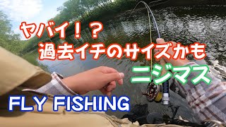 No.477 過去イチサイズの虹鱒！！ 稚内の釣り人こーすけ [フライフィッシング][fly fishing] 2024.6.8