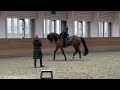 bachmann dressage trainings impression