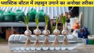 प्लास्टिक बोतल में उगाएं ताजा लहसुन - आसान और अनोखा तरीका Grow Fresh Garlic in a Plastic Bottle