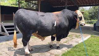 SAPI RAKSASA TERBARU SETIA FARM, mas hermawan Otw kontes lampung?🔥