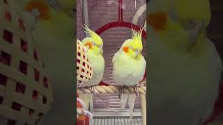 Charming Cockatiels Relaxing and Beak Grinding Bliss! 🦜😌 #CockatielsCraze #cockatielscraze