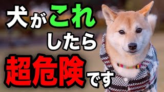 犬が病気の時に必ず見せるサイン30選を獣医師が解説します