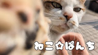 【衝撃】初めて激しい襲撃をしてきた猫の一撃が結構痛かった日