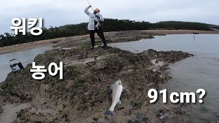 나만 못 잡는 인생 워킹 9짜 농어.....고등어 농어 루어 낚시  sea bass