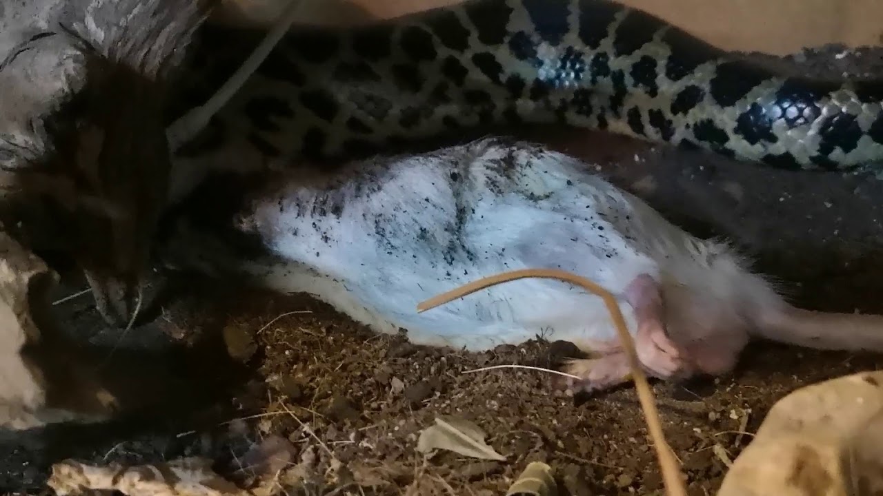 Snake Feeding Day Youtube
