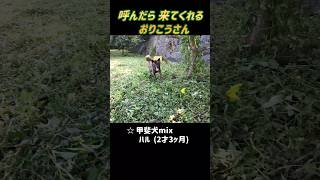 【甲斐犬mixハル】呼んだら来てくれる犬🐶 呼び戻し