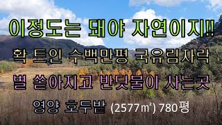 NO.82  수백만평 국유림자락 확 트인 동향. 별 쏟아지고 반딧불이 사는 땅. 관리지역. 도로 전기 수도. 영양(2577㎡)780평 당8만