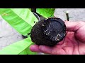 propagating citrus trees from cuttings lemon