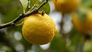 PROPAGATING CITRUS TREES FROM CUTTINGS | LEMON