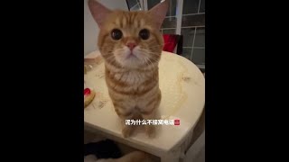 #萌宠出道计划 #猫咪 #记录猫咪日常 #快接小猫电话