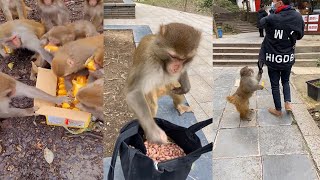 The Best of Monkey Videos - A Funny Monkeys Compilation Ep72