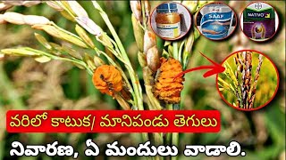 Vinay Agri clinic వరిలో కాటుక / మానిపండు తెగులు నివారణ, ఏ మందులు వాడాలి