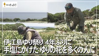 伊江島ゆり祭り 4年ぶりに 手塩にかけたゆりの花を多くの人に（沖縄テレビ）2023/4/19