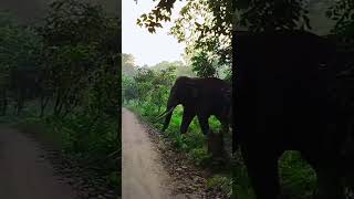 #Elephant 🐘 crossing 🚸 Lata guri jungle me 💖💞 #plzdosuporrtmychanlfriends 💯🥀💞🙏🙏👍