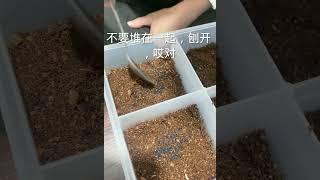 农场蝙蝠蛾虫卵加紧孵化，徒弟很仔细的操作，掌握温度湿度是关键