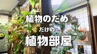 植物を育成するためだけの「植物専用の部屋」を公開します！(植物紹介しながら)