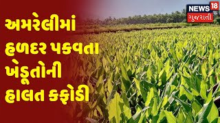 Amreli | અમરેલીમાં હળદર પકવતા ખેડૂતોની હાલત કફોડી | News18 Gujarati