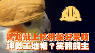 鸚鵡戴上核桃殼好呆萌　神似工地帽？笑翻飼主｜寵物動物｜鳥