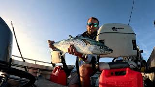 Gold Coast Mackerel Mayhem!