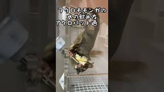 くせ強すぎフクロモモンガの水の飲み方/Sugarglider #shorts 【294】