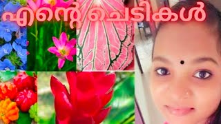 എന്റെ ചെടികൾ🌲🌿🌷🥀🌹🌸🌱🌱☘️🌺🌻