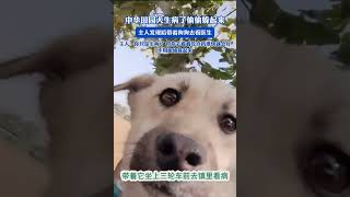 中华田园犬生病了却偷偷躲起来，主人发现后带着狗狗去看医生，网友：祖宗严选就是有灵性！#萌宠 #狗狗