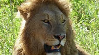 Lions of the Serengeti. Tanzania