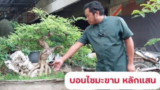 สุดยอดบอนไซมะขามหลักแสน และความรู้เกี่ยวกับมะขาม Tamarind Bonsaiสวน NV Bonsai บางแสน ของอ.วี