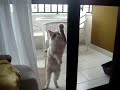 gato tentando abrir a porta