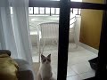 gato tentando abrir a porta