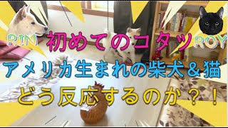 アメリカ生まれの柴犬＆猫・初めてのコタツ