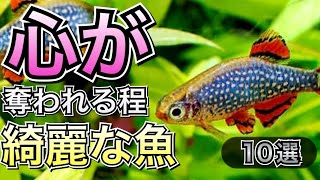 心が奪われる程キレイな熱帯魚10選【熱帯魚 アクアリウム】