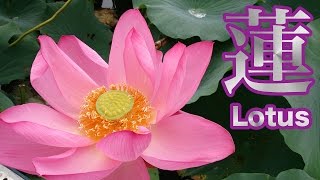 Naganuma lotus festival - 長沼はすまつり