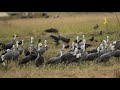 ♪鳥くん野鳥動画（鹿児島県・出水市・つる見亭からの景色）ナベヅル親子採食jo6a4363