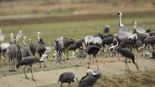 ♪鳥くん野鳥動画（鹿児島県・出水市・つる見亭からの景色）ナベヅル親子採食JO6A4363