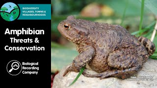 Amphibian Threats and Conservation