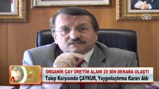 ORGANİK ÇAY ÜRETİM ALANI 20 BİN DEKARA ULAŞTI 13042012