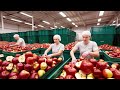 Amazing Techniques for Harvesting and Preserving Snow Apples by Japanese Farmers